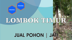 Jual Pohon Jati | Lombok Timur – Nusa Tenggara Barat