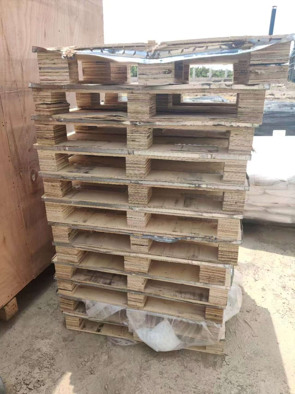 Kayu Pinus
