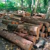 Kayu Akasia