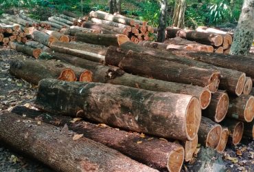 Kayu Akasia