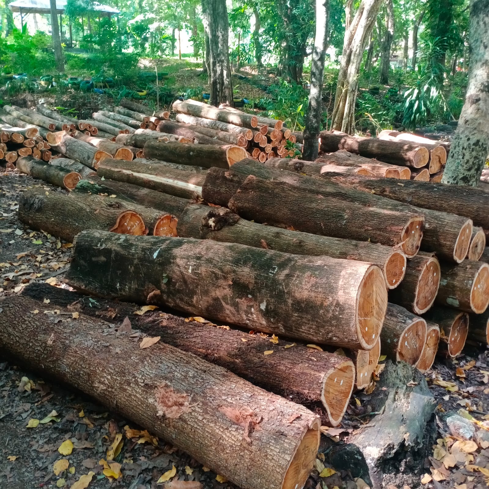 Kayu Akasia