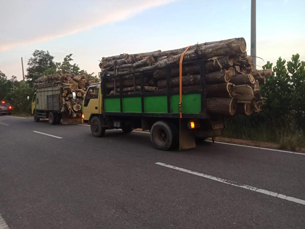 Kayu Akasia