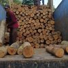 Kayu Albasia