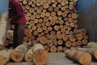 Kayu Albasia