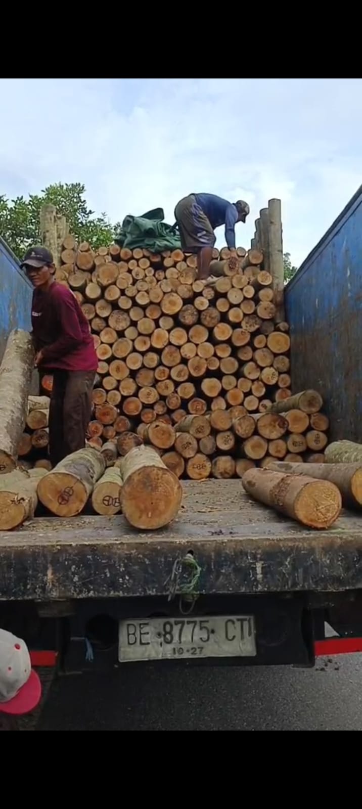 Kayu Albasia
