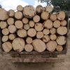 Kayu Karet