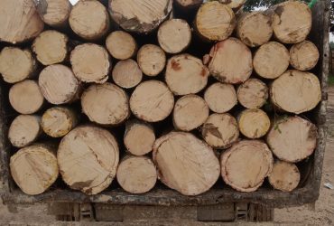 Kayu Karet