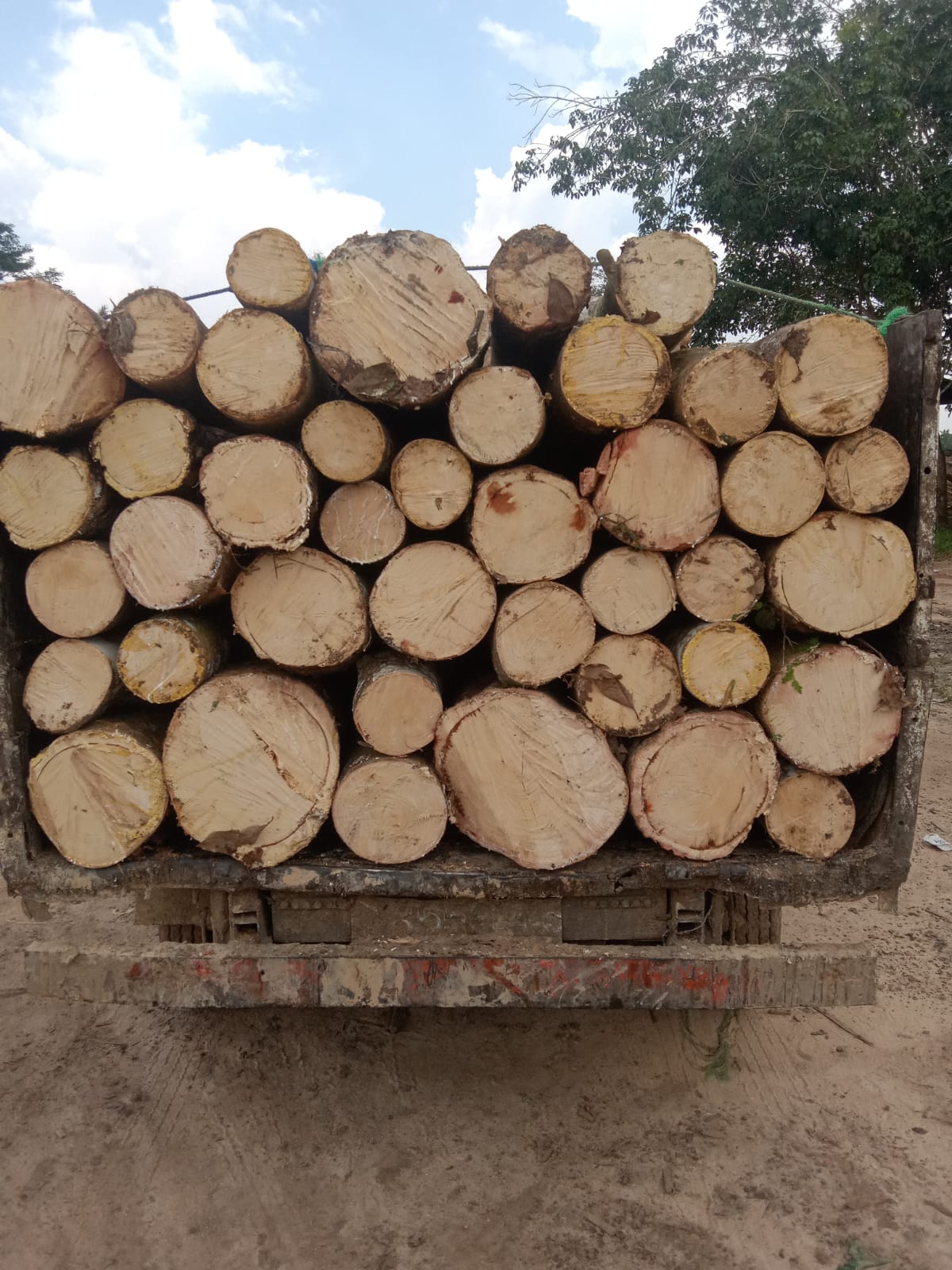 Kayu Karet