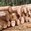 Kayu Meranti
