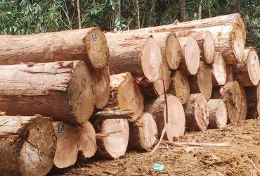 Kayu Meranti