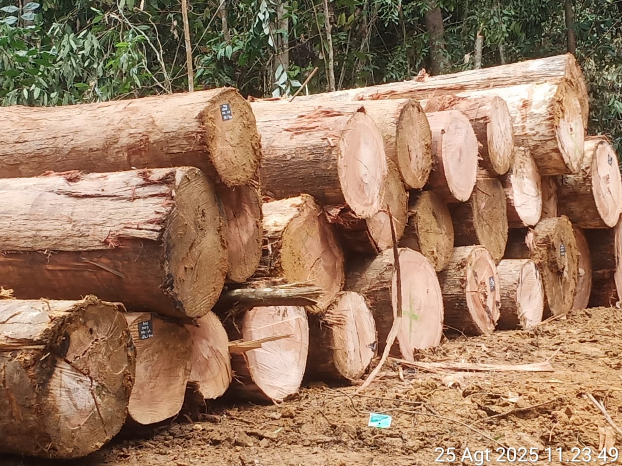 Kayu Meranti