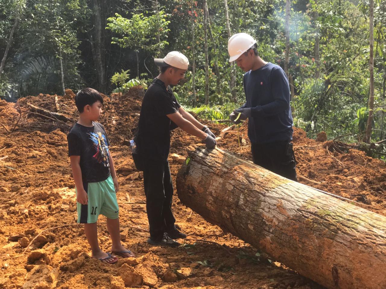 Kayu Meranti