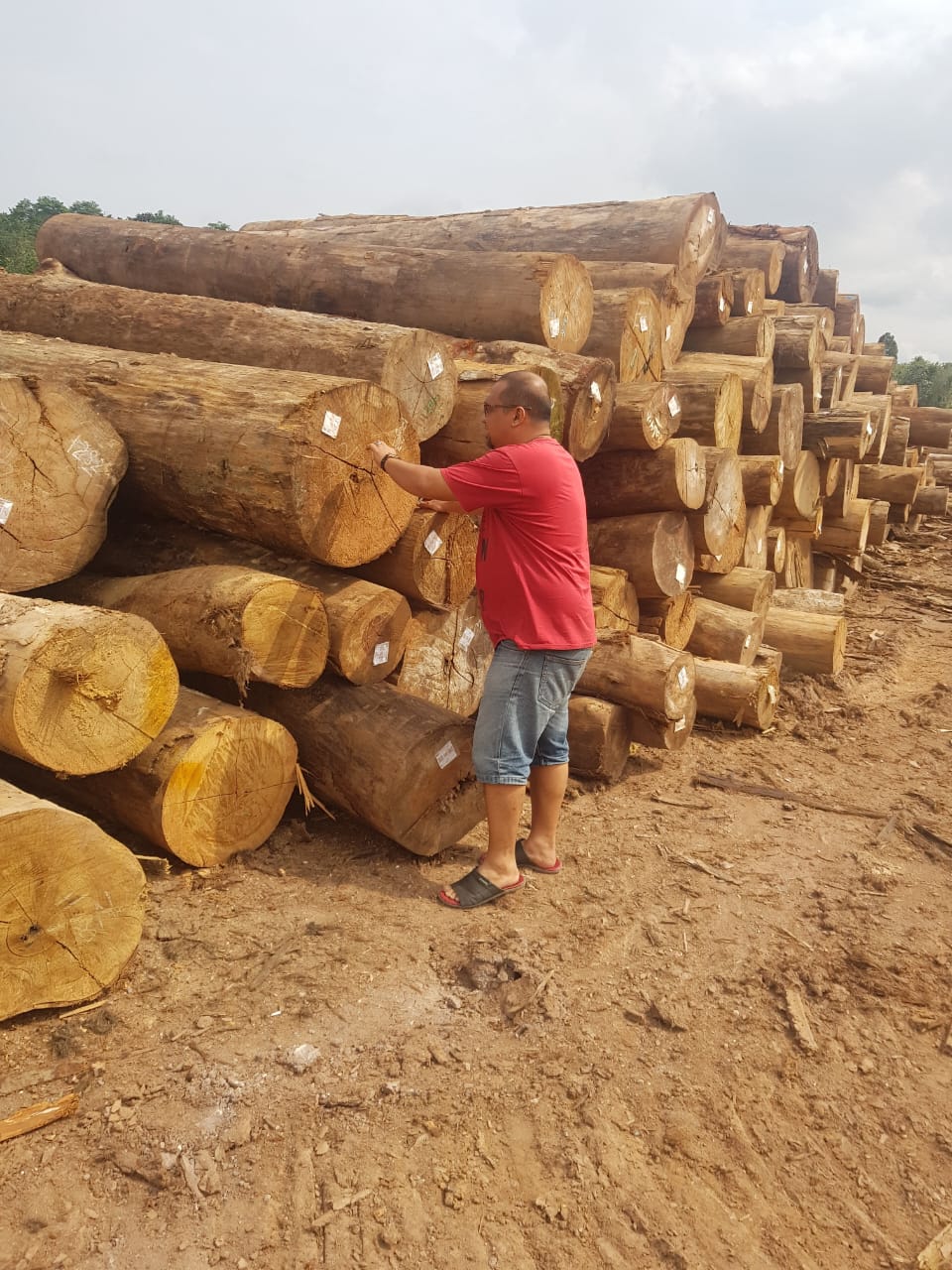 Kayu Meranti